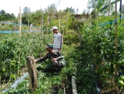Babinsa Koramil 02/Bebesen Dampingi Petani Rawat Tanaman Tomat di Aceh Tengah