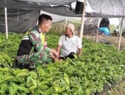 Babinsa Koramil 06/Jagong Laksanakan Kegiatan Ketahanan Pangan Bersama Warga di Aceh Tengah