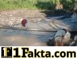 Viral di Media Sosial, Aksi Seorang Ibu Melintasi Pohon Pinang di Buge Ara Jadi Sorotan Publik