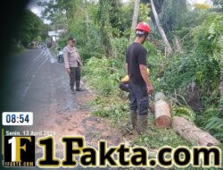 Respon Cepat Polsek Bebandem Bersinergi dengan BPBD Evakuasi Pohon Tumbang, yang Menghalangi Badan Jalan Bungaya Kangin