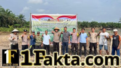 Program Ketahanan Pangan, Polsek Kerumutan dan Warga Tanam Jagung Bersama