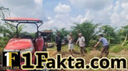 Polsek Pangkalan Kuras Pantau Pengolahan Lahan Jagung Pipil di Sialang Indah, Dukung Ketahanan Pangan