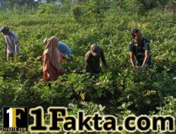 TMMD ke-128 Tak Hanya Bangun Fisik, Edukasi Petani tentang Bahaya Narkoba