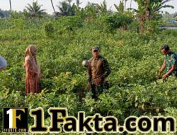 Sela Pembangunan, Personel TMMD 128 Kodim Lotim Sosialisasikan Bahaya Narkoba ke Petani