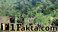 Operasi Gabungan Polda Sumsel Bongkar Ladang Ganja 20 Hektar di Empat Lawang, 220 Kg Ganja dan Bandar Utama Ditangkap