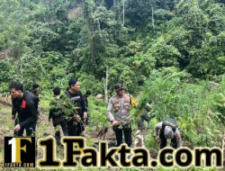 Operasi Gabungan Polda Sumsel Bongkar Ladang Ganja 20 Hektar di Empat Lawang, 220 Kg Ganja dan Bandar Utama Ditangkap