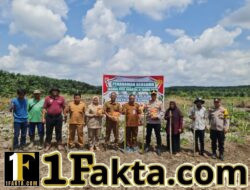 Penanaman Jagung 4 Hektare di Desa Betung Pelalawan