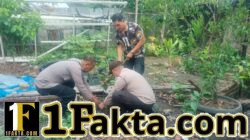 Polsek Pangkalan Kerinci Tanam Tiga Bibit Buah, Dukung Program Green Policing