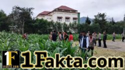 Kapolres Aceh Tengah Tinjau Perkembangan Tanaman Jagung Program Ketahanan Pangan