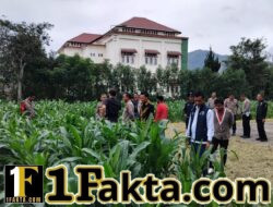 Kapolres Aceh Tengah Tinjau Perkembangan Tanaman Jagung Program Ketahanan Pangan