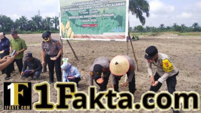 Dukung Program Presiden, Polsek Pangkalan Kerinci Garap Lahan Jagung 3 Hektare di Pelalawan