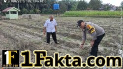 Swasembada Pangan, Polsek Ukui Turun ke Lahan Jagung Warga Desa Bukit Gajah