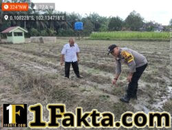 Swasembada Pangan, Polsek Ukui Turun ke Lahan Jagung Warga Desa Bukit Gajah