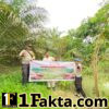 Polsek Pangkalan Kuras Tanam Bibit Manggis, Dukung Program Green Policing di Pelalawan