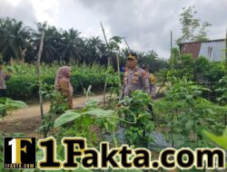 Dukung Ketahanan Pangan, Polsek Pangkalan Kuras Pantau Lahan Kacang Panjang Warga