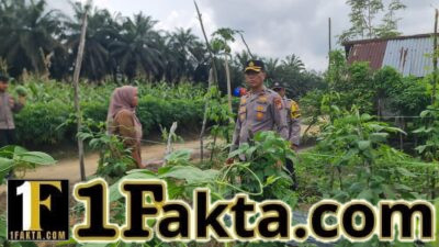 Dukung Ketahanan Pangan, Polsek Pangkalan Kuras Pantau Lahan Kacang Panjang Warga