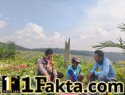 Dukung Ketahanan Pangan, Polsek Kerumutan Pantau Lahan Semangka di Pematang Tinggi