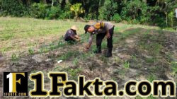 Bhabinkamtibmas Polsek Ukui Pantau Perawatan Jagung Pipil di Desa Bukit Gajah