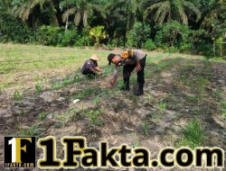 Bhabinkamtibmas Polsek Ukui Pantau Perawatan Jagung Pipil di Desa Bukit Gajah