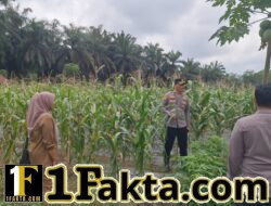 Dukung Ketahanan Pangan, Polsek Pangkalan Kuras Cek Lahan Jagung Warga