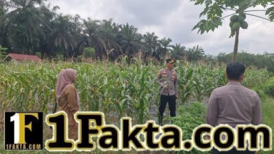 Dukung Ketahanan Pangan, Polsek Pangkalan Kuras Cek Lahan Jagung Warga