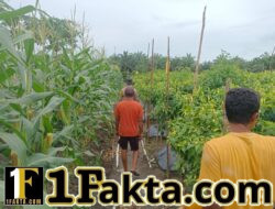 Sambangi Petani Cabai di Desa Banjar Panjang, Polisi Dukung Ketahanan Pangan