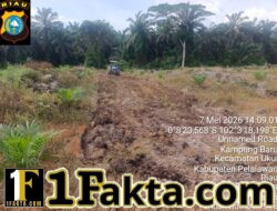 Polsek Ukui Kawal Pembukaan Lahan Jagung Pipil Di Desa Kampung Baru