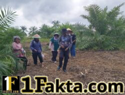 Ketahanan Pangan di Pelalawan, Polisi dan Petani Tanam Jagung Hibrida BISI-2