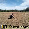 Dukung Program Ketahanan Pangan, Polsek Pangkalan Kerinci Monitoring Lahan Jagung Warga