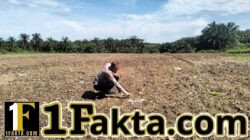 Dukung Program Ketahanan Pangan, Polsek Pangkalan Kerinci Monitoring Lahan Jagung Warga
