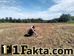 Dukung Program Ketahanan Pangan, Polsek Pangkalan Kerinci Monitoring Lahan Jagung Warga