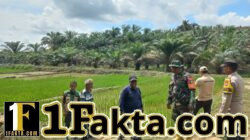 Dukung Asta Cita Presiden, Polisi Pantau Kebun Padi di Kecamatan Langgam