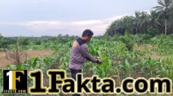 Lahan Tumpang Sari KUD Sialang Makmur Jadi Percontohan Ketahanan Pangan