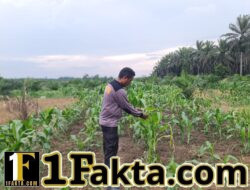 Lahan Tumpang Sari KUD Sialang Makmur Jadi Percontohan Ketahanan Pangan