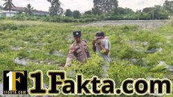 Ketahanan Pangan, Polsek Kerumutan Cek Lahan Cabe di S4 Pematang Tinggi