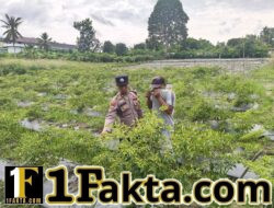 Ketahanan Pangan, Polsek Kerumutan Cek Lahan Cabe di S4 Pematang Tinggi