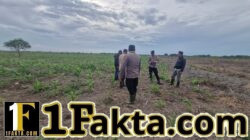 Dukung Program Ketahanan Pangan, Polisi Cek Pertumbuhan Jagung di Sungai Solok