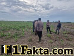 Dukung Program Ketahanan Pangan, Polisi Cek Pertumbuhan Jagung di Sungai Solok