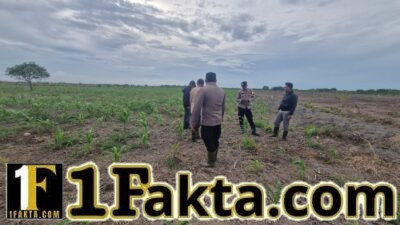 Dukung Program Ketahanan Pangan, Polisi Cek Pertumbuhan Jagung di Sungai Solok