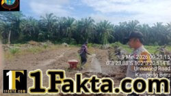 Pemupukan Dasar Lahan Jagung di Kampung Baru Dilanjutkan untuk Dukung Ketahanan Pangan