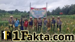 Sinergi Polisi dan Petani, Panen Jagung Serentak di Pangkalan Kuras Berlangsung Sukses