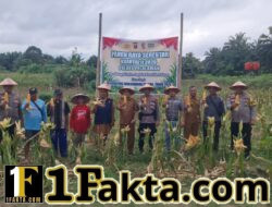 Sinergi Polisi dan Petani, Panen Jagung Serentak di Pangkalan Kuras Berlangsung Sukses