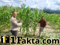 Monitoring Ketahanan Pangan, Polisi Tinjau Kebun Jagung PT PSJ di Langkan