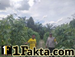 Polri Hadir Dukung Ketahanan Pangan Masyarakat di Kecamatan Langgam