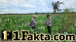 Dukung Ketahanan Pangan, Personel Polsek Kuala Kampar Turun ke Lahan Jagung