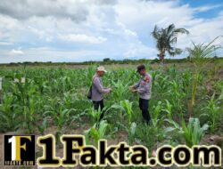 Dukung Ketahanan Pangan, Personel Polsek Kuala Kampar Turun ke Lahan Jagung