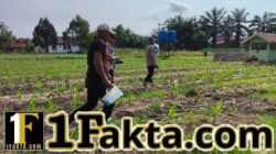 Usai Dipupuk, Tanaman Jagung Pipil di Ukui Tumbuh Subur