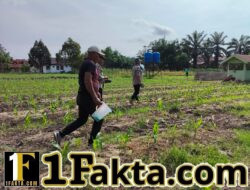 Usai Dipupuk, Tanaman Jagung Pipil di Ukui Tumbuh Subur