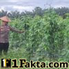 Program Ketahanan Pangan di Batang Kulim Berjalan Baik, Tanaman Kacang Panjang Sehat