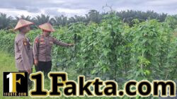 Program Ketahanan Pangan di Batang Kulim Berjalan Baik, Tanaman Kacang Panjang Sehat